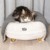 Gatto che dorme su Omlet Maya letto del gatto in Snowpalla bianca con Gold piedi forcine e Omlet Lux urious gatto coperta