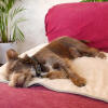 Utilizza la coperta per cani sui divani, cucce o sedili per l'auto per proteggere i mobili dai peli e dallo sporco.