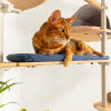 Gatto sdraiato su cuscino blu intrecciato di Freestyle pavimento al soffitto albero del gatto