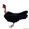Collo Nudo