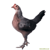 Combattente Inglese Antico