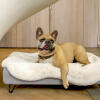 Il materasso di alta qualità in memory foam supporta il cane mentre riposa, modellandosi attorno al corpo per un extra comfort.