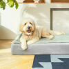 Il materasso in memory foam di alta qualità sostiene il cane mentre riposa, modellandosi sul corpo del cane per un comfort extra.