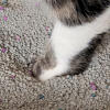 Zampa di gatto nella lettiera per gatti in argilla