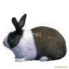 Olandese