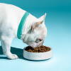 Bulldog francese bianco che mangia da una ciotola per cani Omlet in gesso