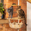 Due gatti in piedi in cima a un'amaca per gatti da interno Freestyle 