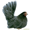 Giapponese Bantam