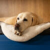 Labrador che vigila su una coperta in pelle di pecora sulla sua cuccia blu