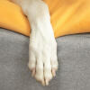 Primo piano di zampa di cane su Omlet Topology letto del cane con topper bean bag