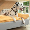 Cane dalmata seduto su Omlet Topology cane letto con topper beanbag e piedi bianchi tornanti