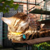 Scaffali per gatti da esterno