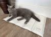 Un gatto che riposa su un tappeto di raffreddamento.