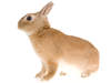 Olandese Nano