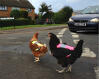 Tenere i polli al sicuro sulla strada!