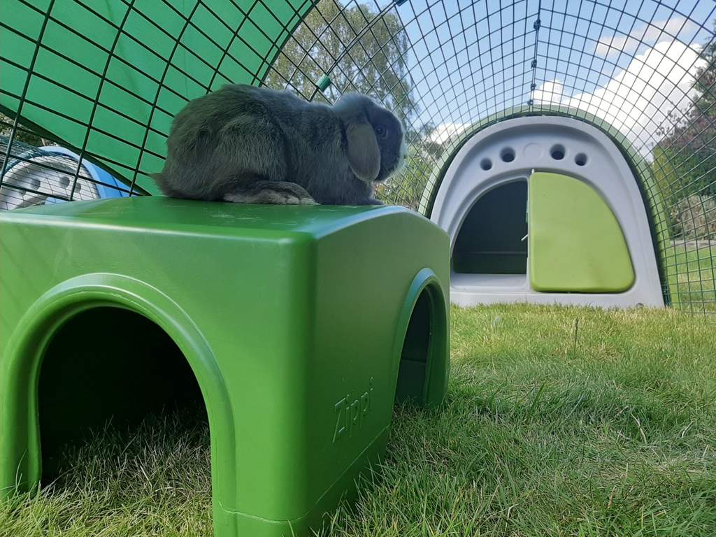 Ricovero per conigli Zippi Verde Accessori per la recinzione dei