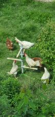 Le galline cercano di raggiungere i semi di girasole