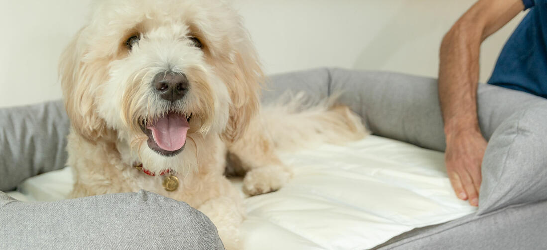 L'innovativo materassino refrigerante si adatta perfettamente nella cuccia Bolster Medium mantenendo Woody il Labradoodle al fresco nelle calde giornate estive.