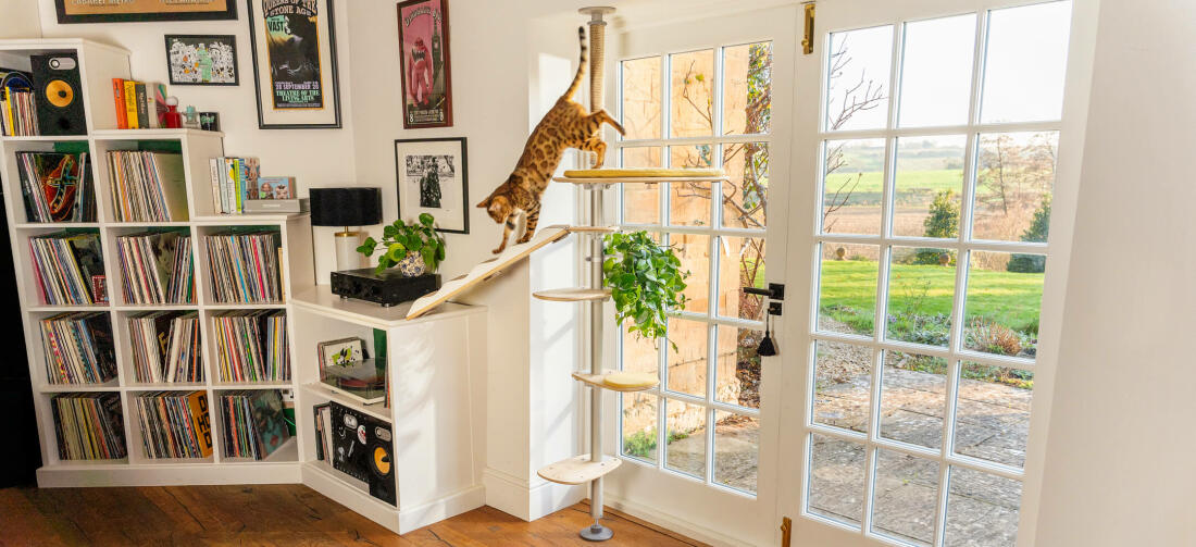 Gatto che si arrampica giù Freestyle pavimento al soffitto albero gatto in camera