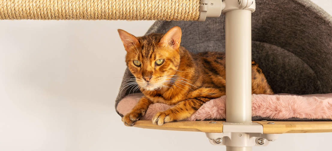 Gatto seduto in tana grigia confortevole di Freestyle indoor pavimento al soffitto albero del gatto