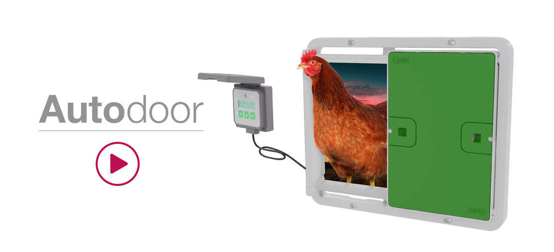 L'immagine Autodoor con un controllore e un pollo che esce