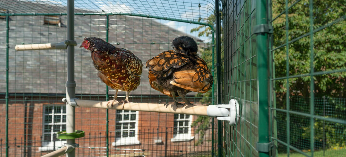 Due polli appollaiati su Poletree sistema di intrattenimento per polli collegato a Omlet walk in chicken run