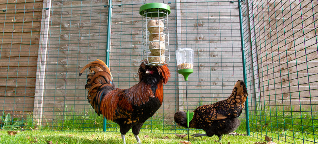 Polli con Omlet Caddi portaoggetti e Omlet giocattolo da beccare