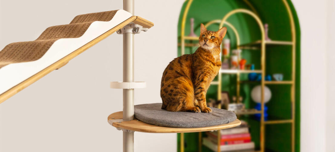 Gatto su Freestyle pavimento al soffitto albero gatto cuscino piattaforma