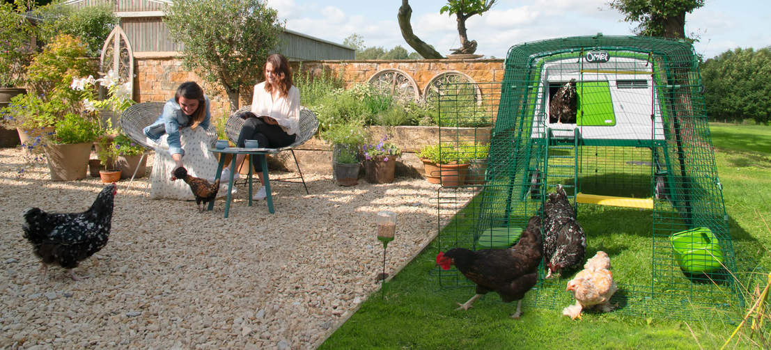 Il grosso pollaio Eglu Cube consente di tenere fino a 10 galline con facilità. Il grosso pollaio Eglu Cube consente di tenere fino a 10 galline con facilità.
