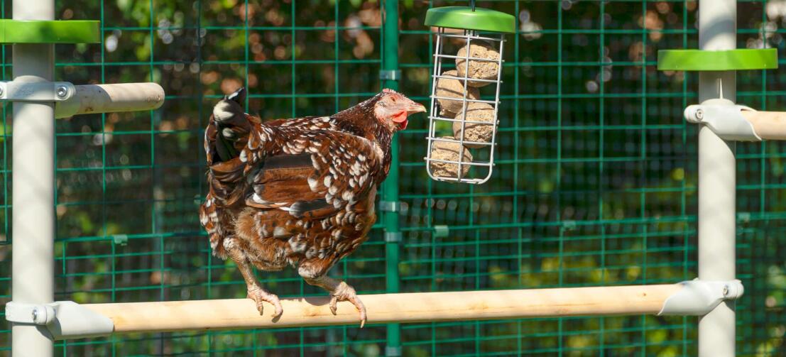 Pollo seduto sul trespolo del sistema Poletree mentre becca le palline di cibo in Caddi treat holder