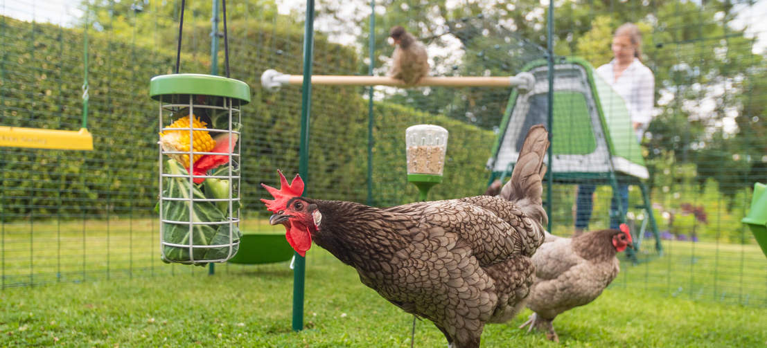Un pollo che mangia le verdure dal trattamento appeso Caddi