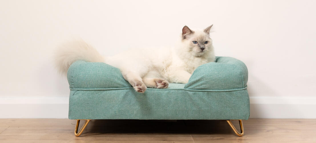 Carino gatto bianco birichino seduto sul letto a bolster per gatti in memory foam blu teal con Gold hairpin feet