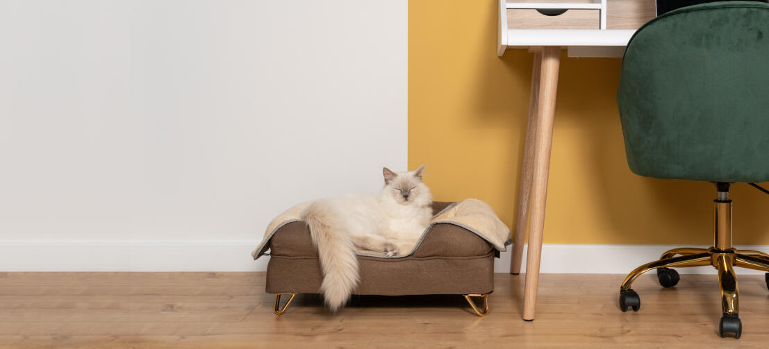 Carino gatto bianco birichino seduto su letto a bolster per gatti in memory foam marrone moka con piedini in ottone