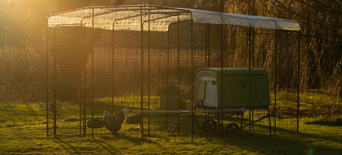 Eglu Cube pollaio all'interno di un percorso pedonale con copertura trasparente in cima e tramonto sullo sfondo