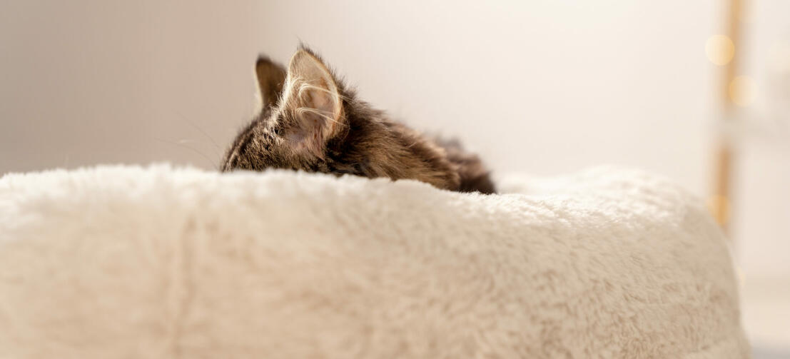 Gatto che dorme su una morbidissima cuccia donut bianco neve