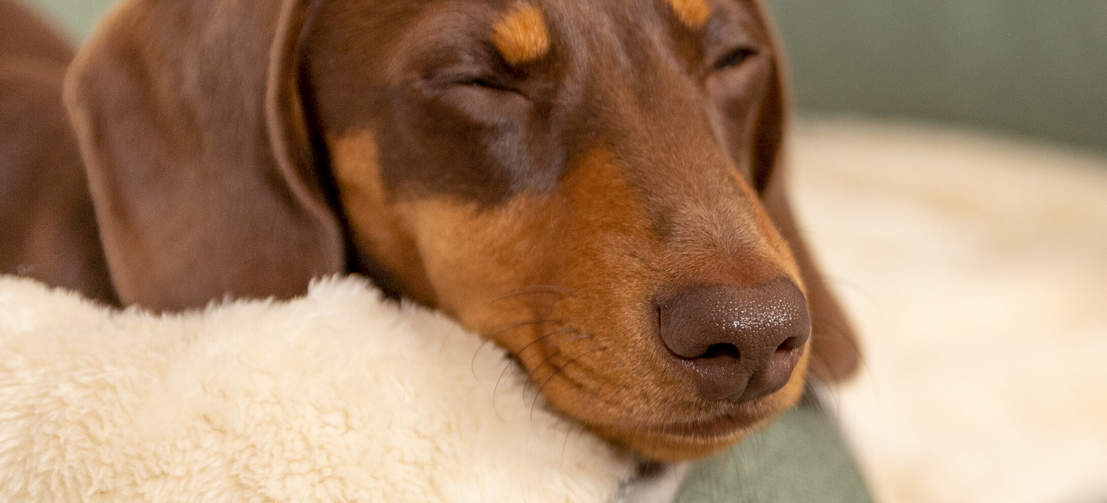 La parte color crema è super soffice e il cane si accoccolerà per il riposino.