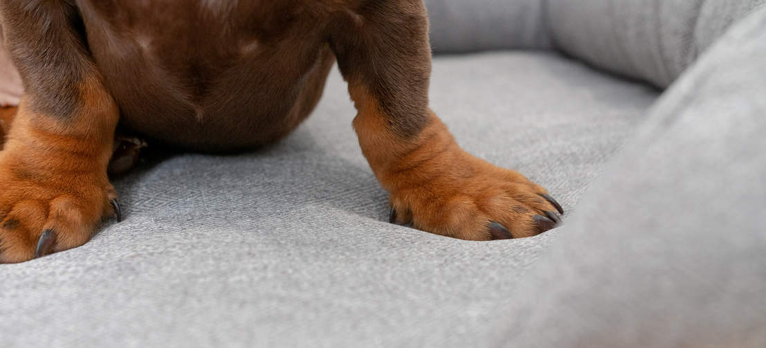 Primo piano di una zampa su una cuccia Bolster della Omlet in memory foam