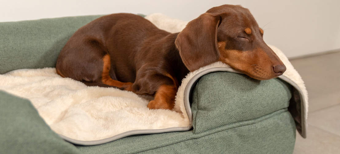 Il tuo cane si godrà un riposante e profondo sonno grazie alla Coperta super soffice.