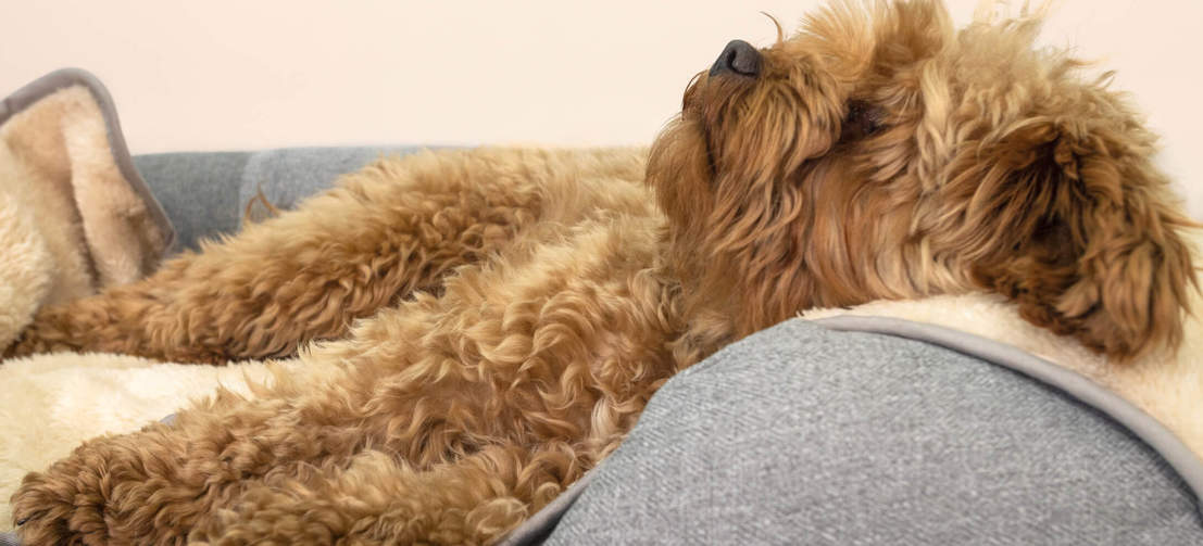 Migliora la cuccia del cane con la coperta super soffice che ameranno.