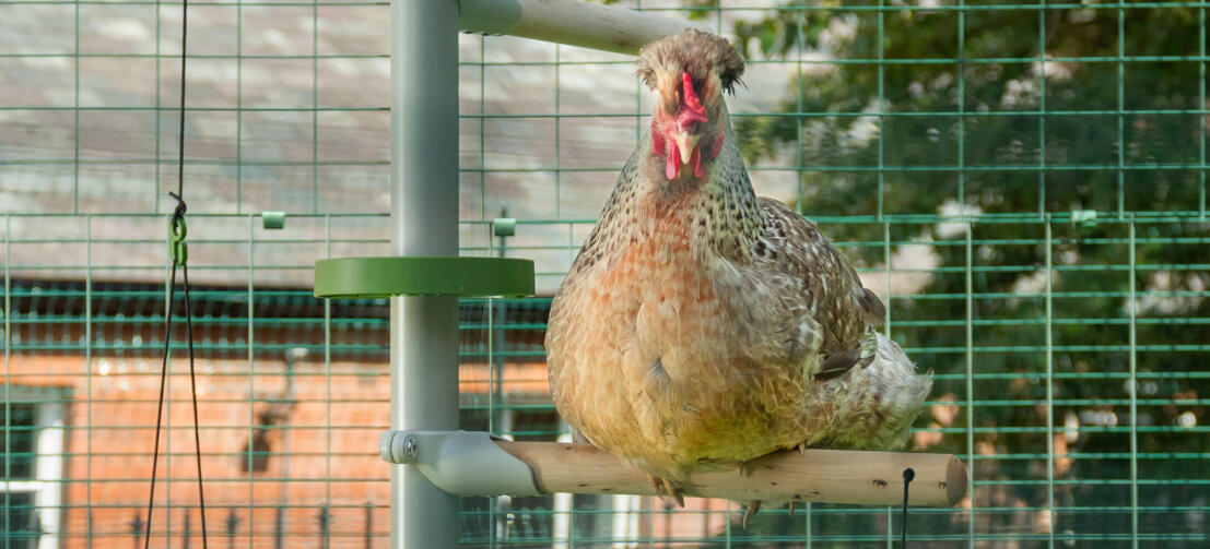 Primo piano di pollo appollaiato su Omlet pollo Poletree sistema di intrattenimento all'interno di Omlet passeggiata in pollo eseguire