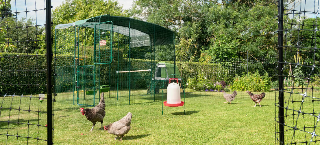 Polli dietro il recinto del pollo in un giardino con una passeggiata in esecuzione con una copertura sopra la parte superiore