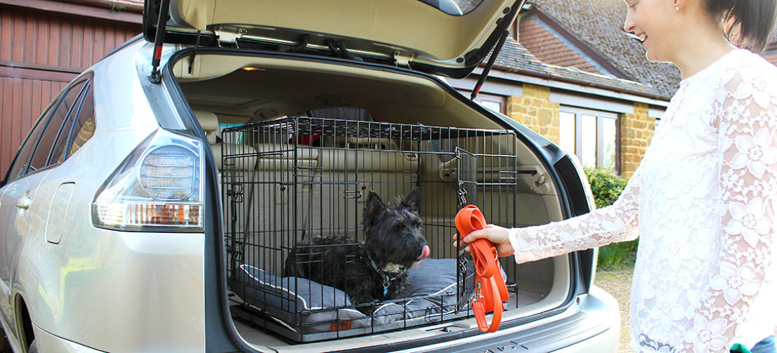 Ai vostri cani piace essere circondati da cose familiari in macchina.