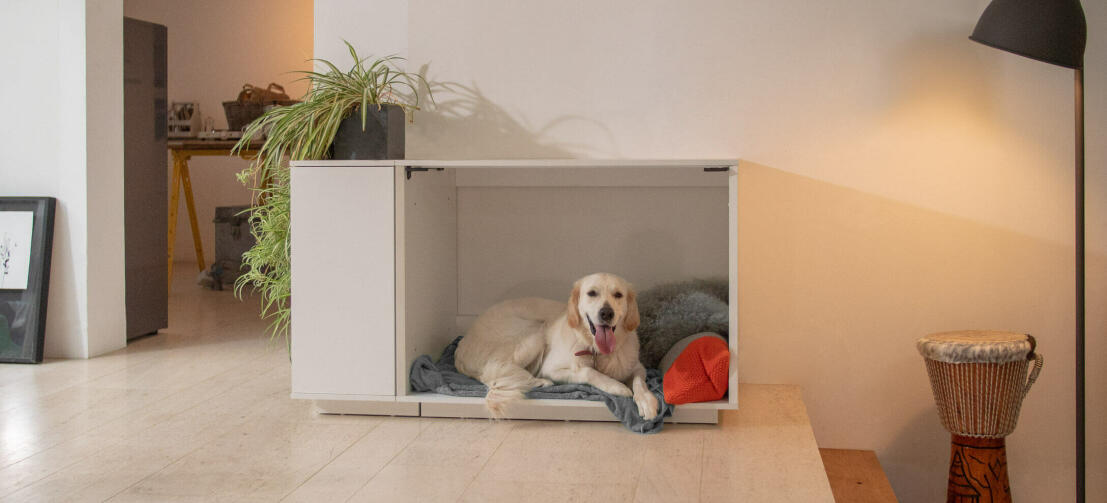 Cane labrador rilassarsi all'interno del Fido Nook cassa bianca con armadio integrato