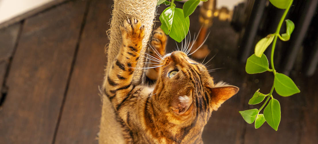 Gatto graffiare sisal di Freestyle pavimento interno a soffitto albero del gatto