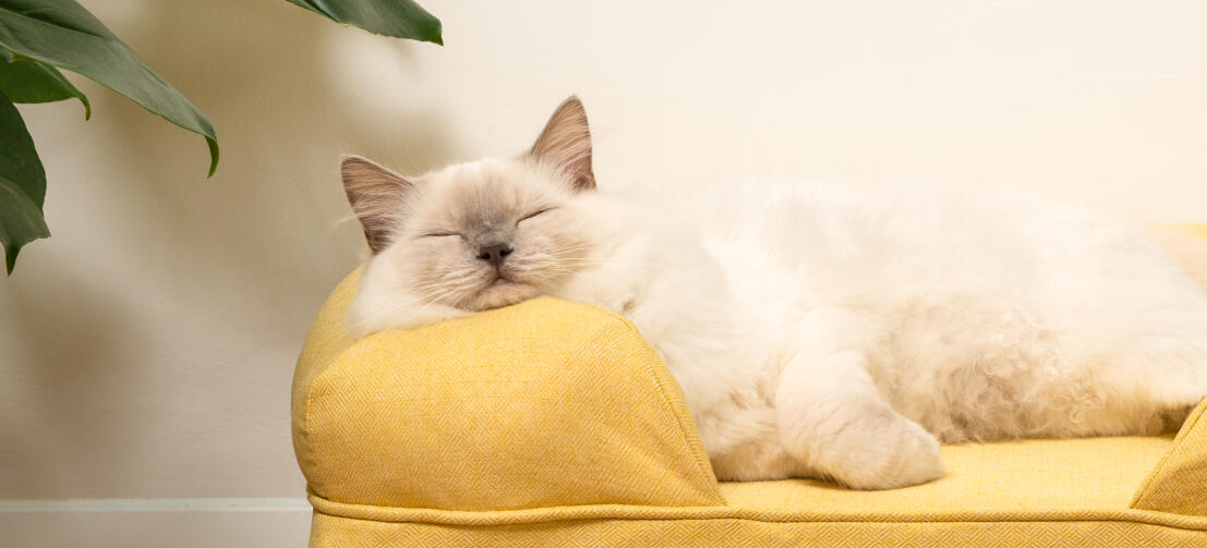 Carino gatto bianco birichino seduto su mellow yellow memory foam cat bolster bed