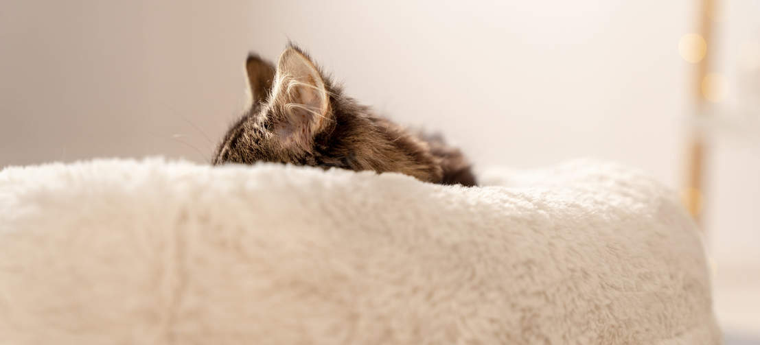 Gatto che dorme su una morbidissima cuccia donut bianco neve