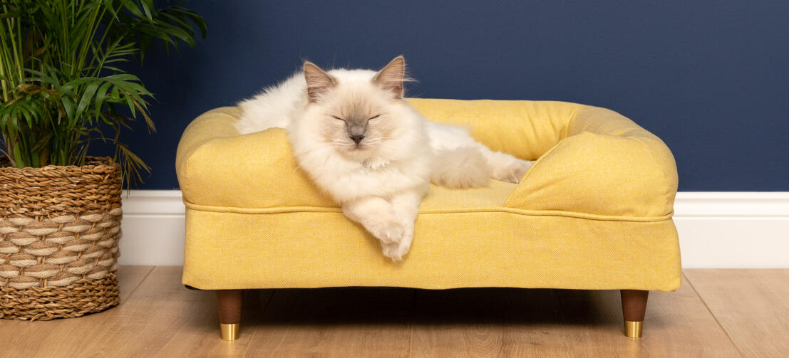 Carino gatto bianco soffice seduto su mellow giallo memoria schiuma gatto bolster letto con i piedi tappo di ottone