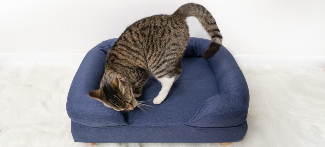 Simpatico gatto che si mette comodo sul letto a bolster per gatti in memory foam blu notte