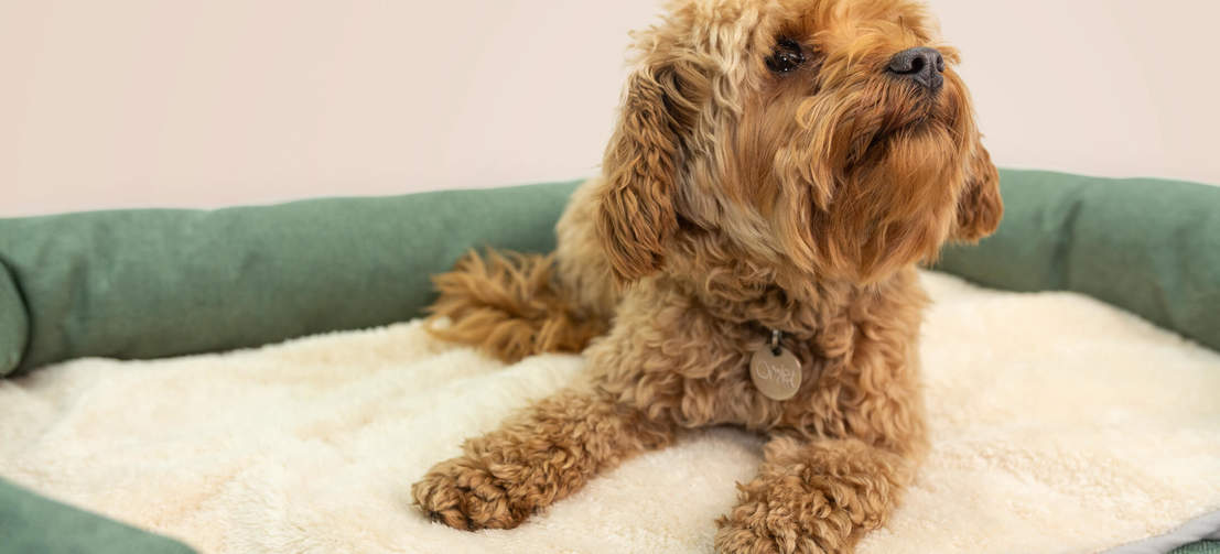 Il vostro cane apprezzerà il comfort estremo di queste cucce, che assicurano un sonno profondo per gli anni a venire.