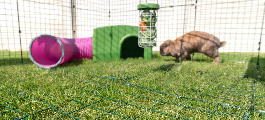 Scegli una recinzione Zippi con tetto chiuso e una rete anti-intrusione così i tuoi animali potranno giocare e fare esercizio in sicurezza tutto il giorno.